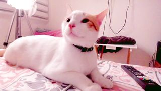 kittenmoon - Cute bitch shoving toy in her horny pussy